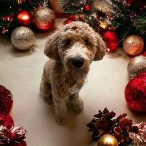 Meet your Posher, Viv